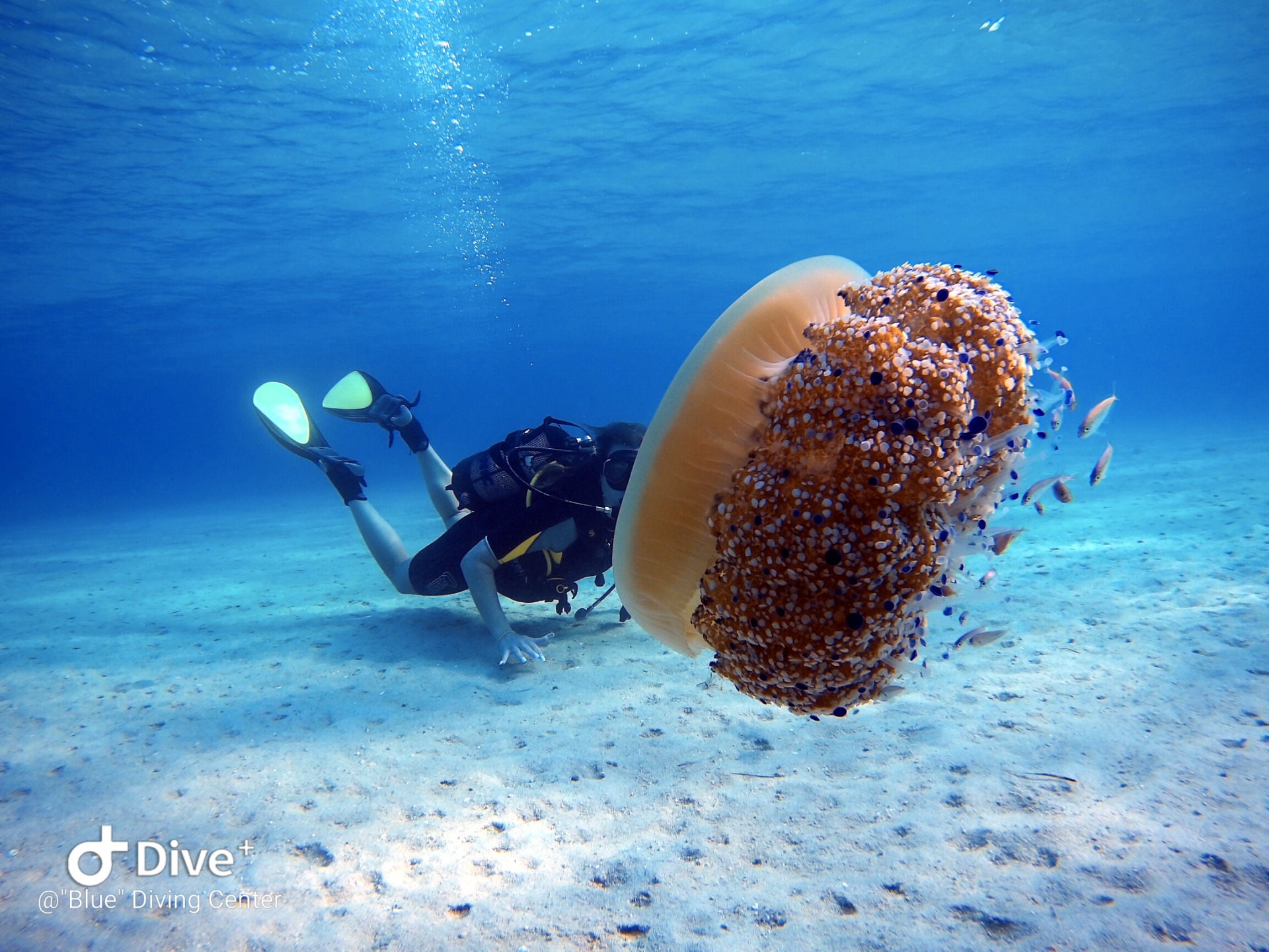 Blue Diving 